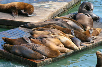 250 San Francisco.jpg