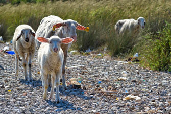 077-Greece.jpg