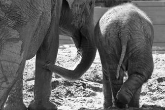 ZOO-4.jpg