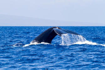 165-Maui-12.jpg