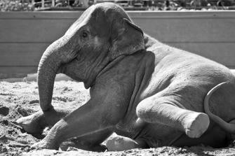ZOO-28.jpg