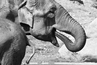 ZOO-1.jpg